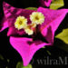 Bougainvillea