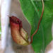 Kannenpflanze, Nepenthes