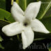 Stephanotis floribunda
