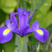 Iris, Lilium