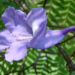 Jacarandablüte