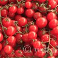 Tomaten