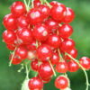 Johannisbeeren