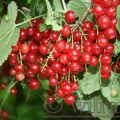 Johannisbeeren