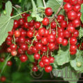 Johannisbeeren