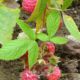 Himbeeren