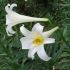 Lilium Brownii