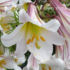 Königslilie, Lilium regale