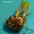 Lilienzwiebel