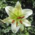 Lilium brownii