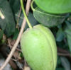 Kranzschlingenfrucht