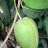 Kranzschlingenfrucht