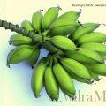 Bananen