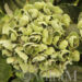Hortensie