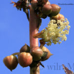 Blüte vom Wunderbaum