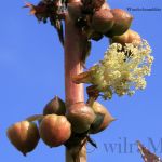 Blüte vom Wunderbaum