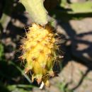 Drachenfrucht, gelb