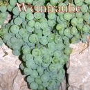Weintraube