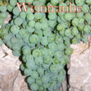 Weintraube