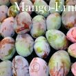 ein Teil meiner Mango-Ernte