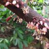 Blüten des Kakaobaumes